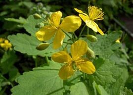 Celandine is the most effective herb for removing warts